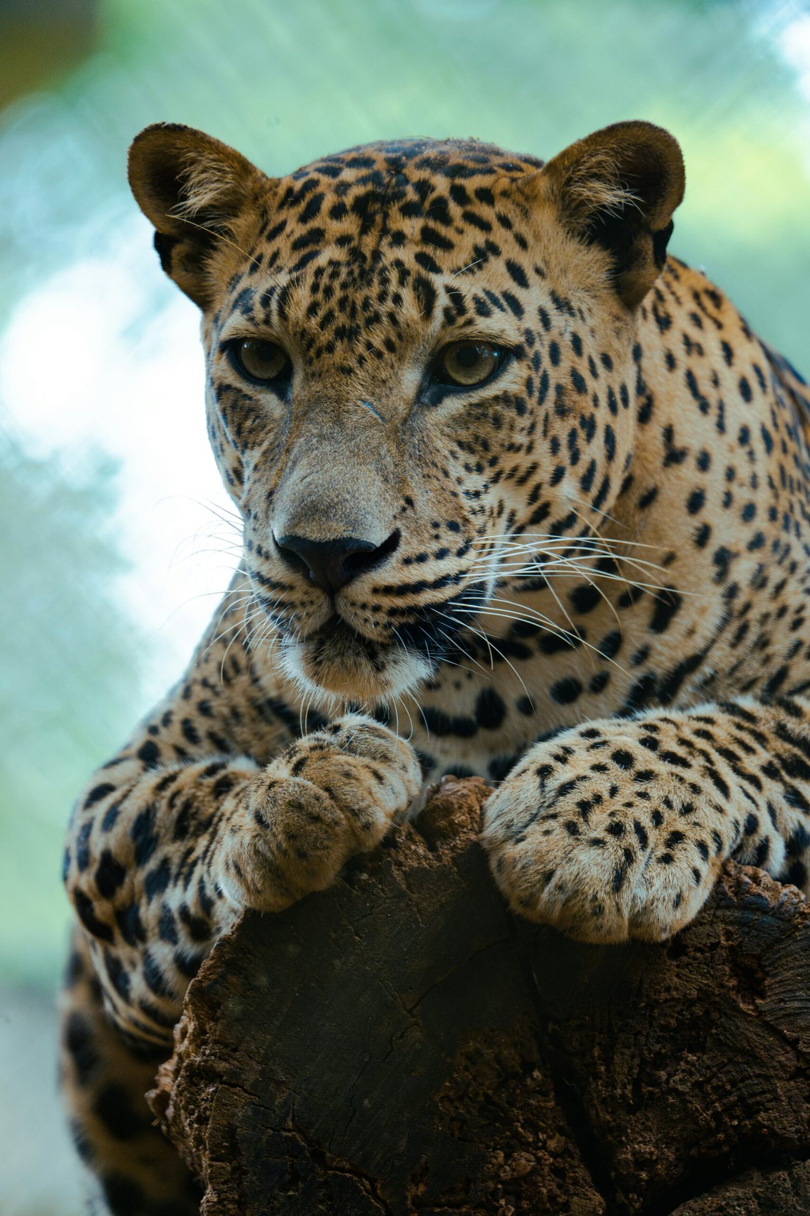 Wildlife Tours